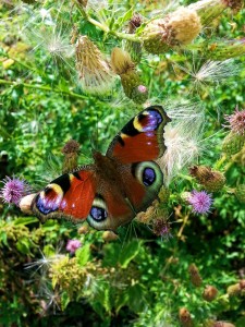 Aglais Io and the Cirsium    